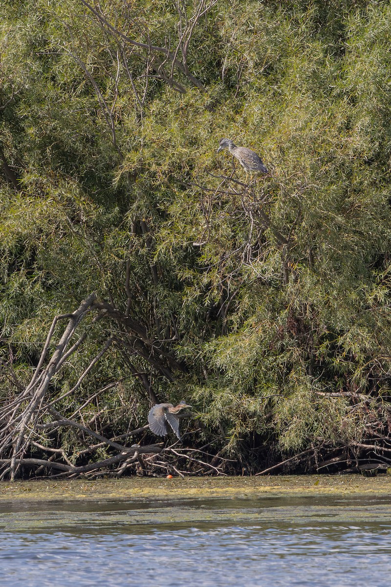 Yellow-crowned Night Heron - ML642261328