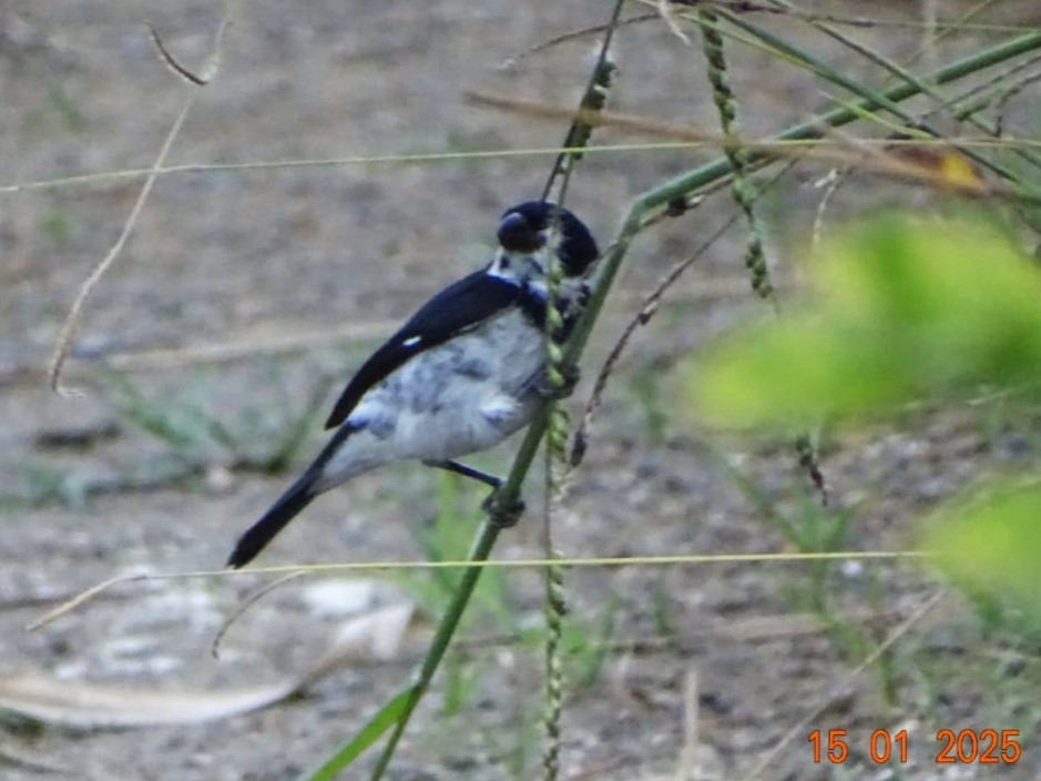 Variable Seedeater - ML642261333
