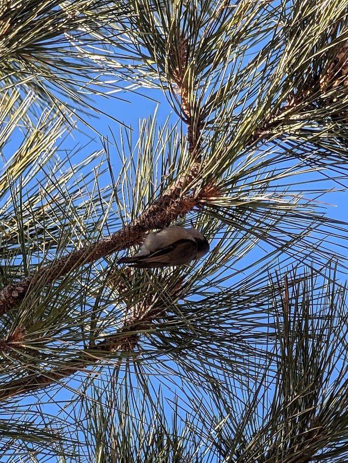Pygmy Nuthatch - ML642261375