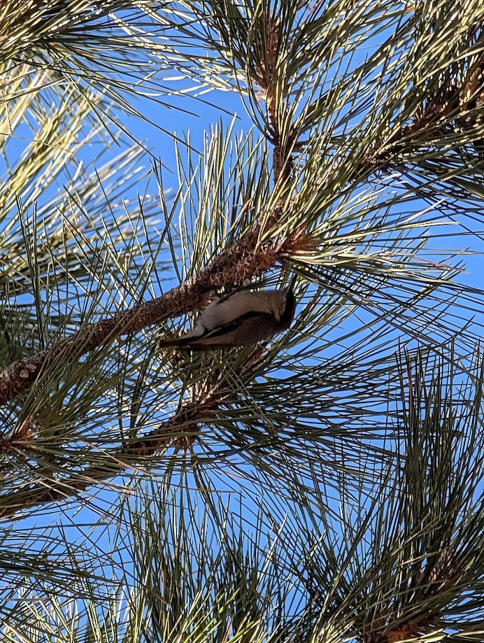 Pygmy Nuthatch - ML642261376