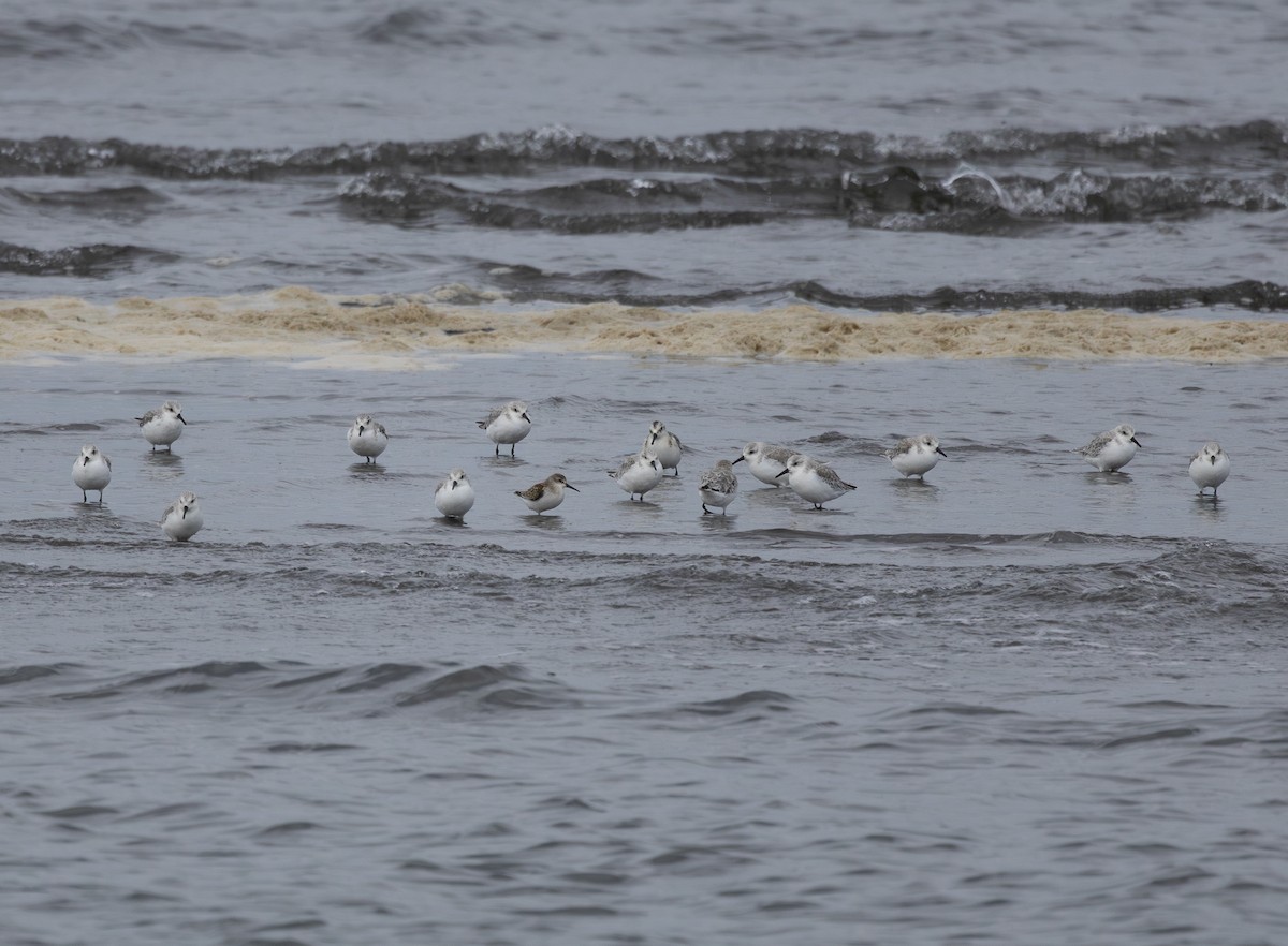 Western Sandpiper - ML642261438