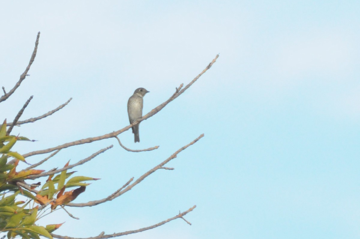 Dark-sided Flycatcher (Siberian) - ML642261458