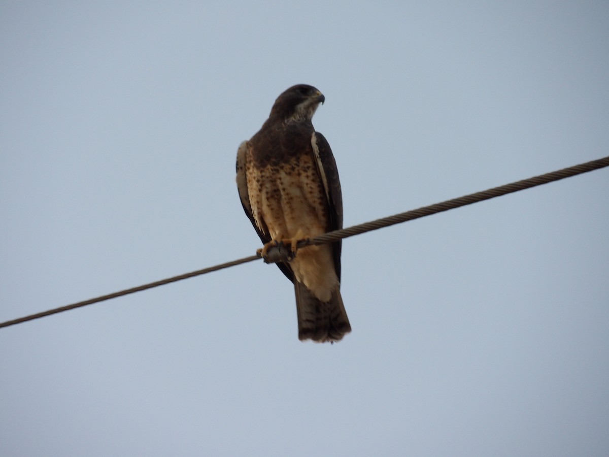 Swainson's Hawk - ML642261459