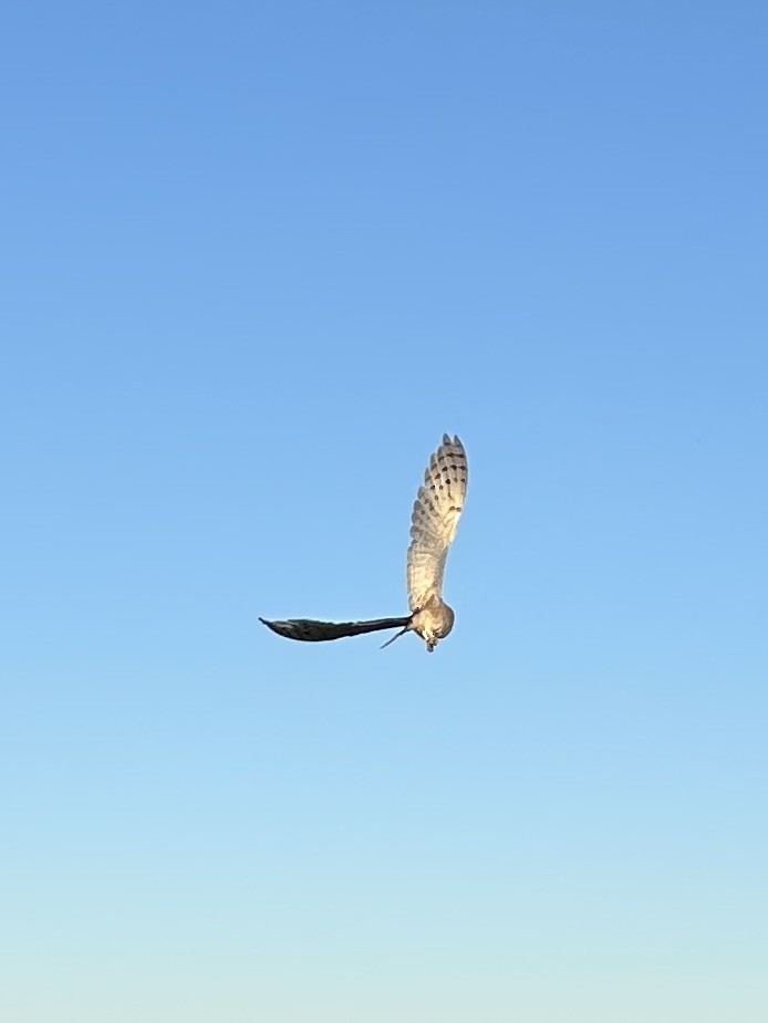 American Barn Owl - ML642261467