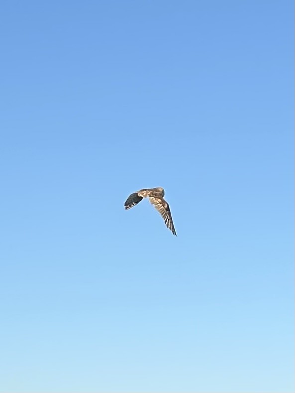 American Barn Owl - ML642261468