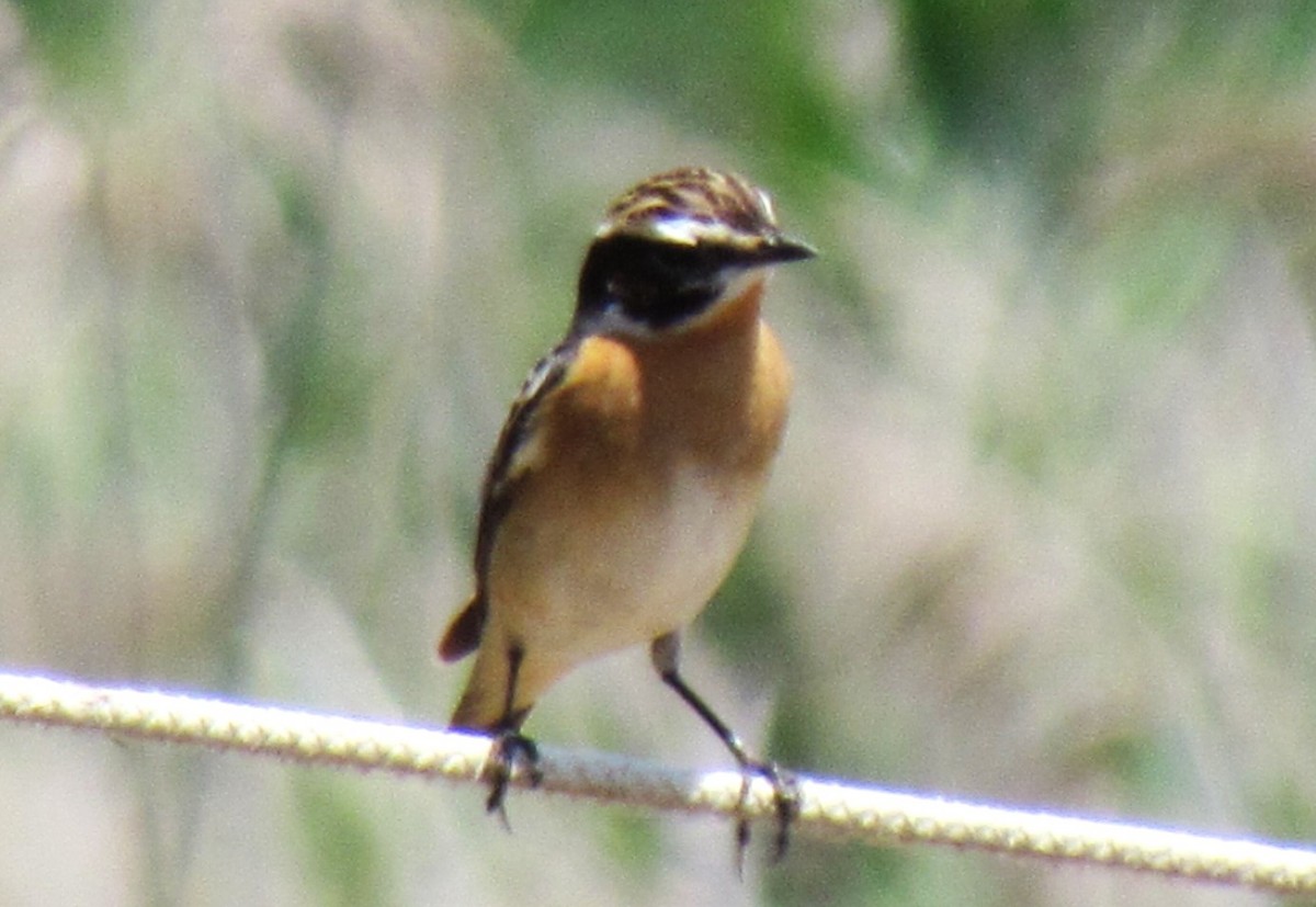Whinchat - ML642261469