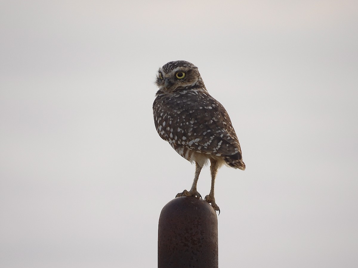 Burrowing Owl - ML642261480