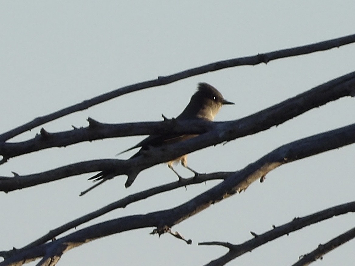 Say's Phoebe - ML642261488