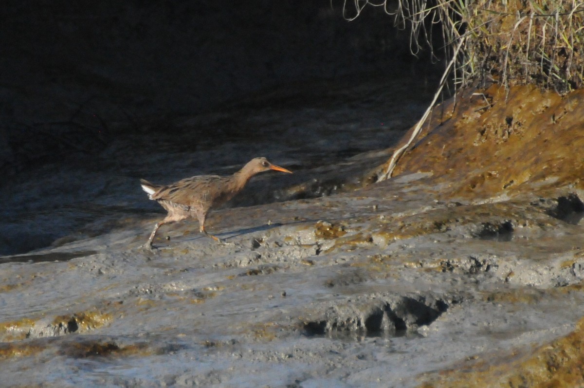 Ridgway's Rail (San Francisco Bay) - ML642261492