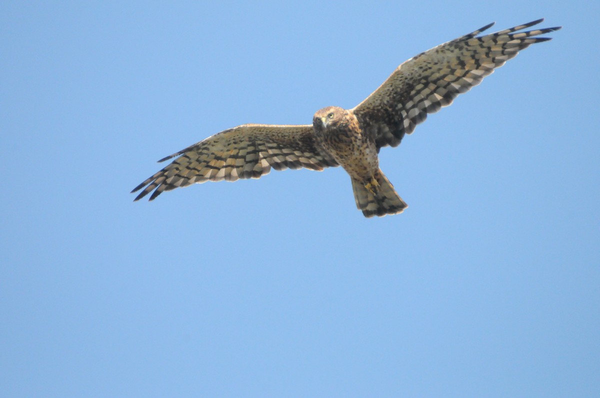 Northern Harrier - ML642261507