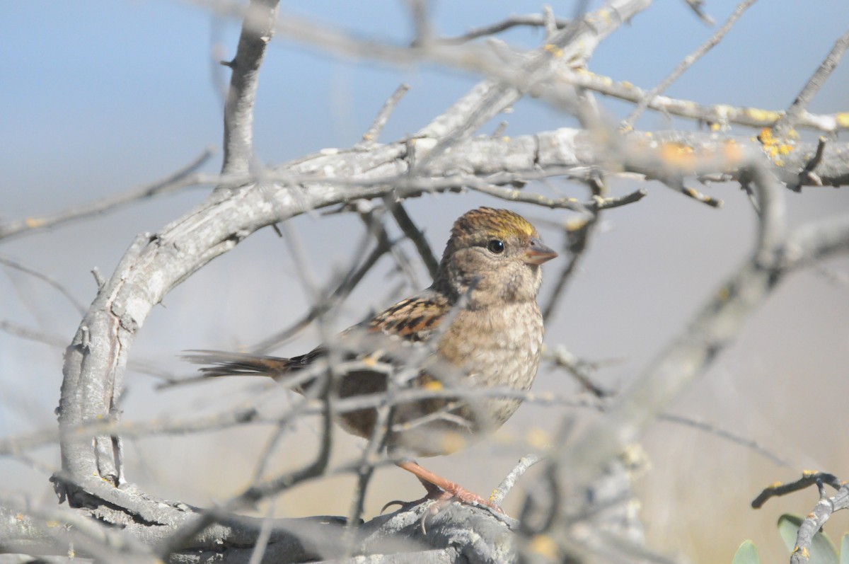 Golden-crowned Sparrow - ML642261511