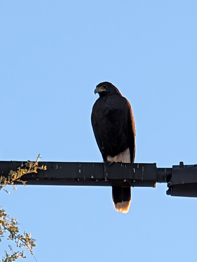 Harris's Hawk - ML642261513