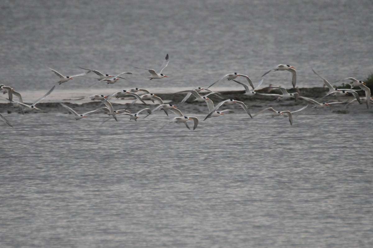 Elegant Tern - ML642261544