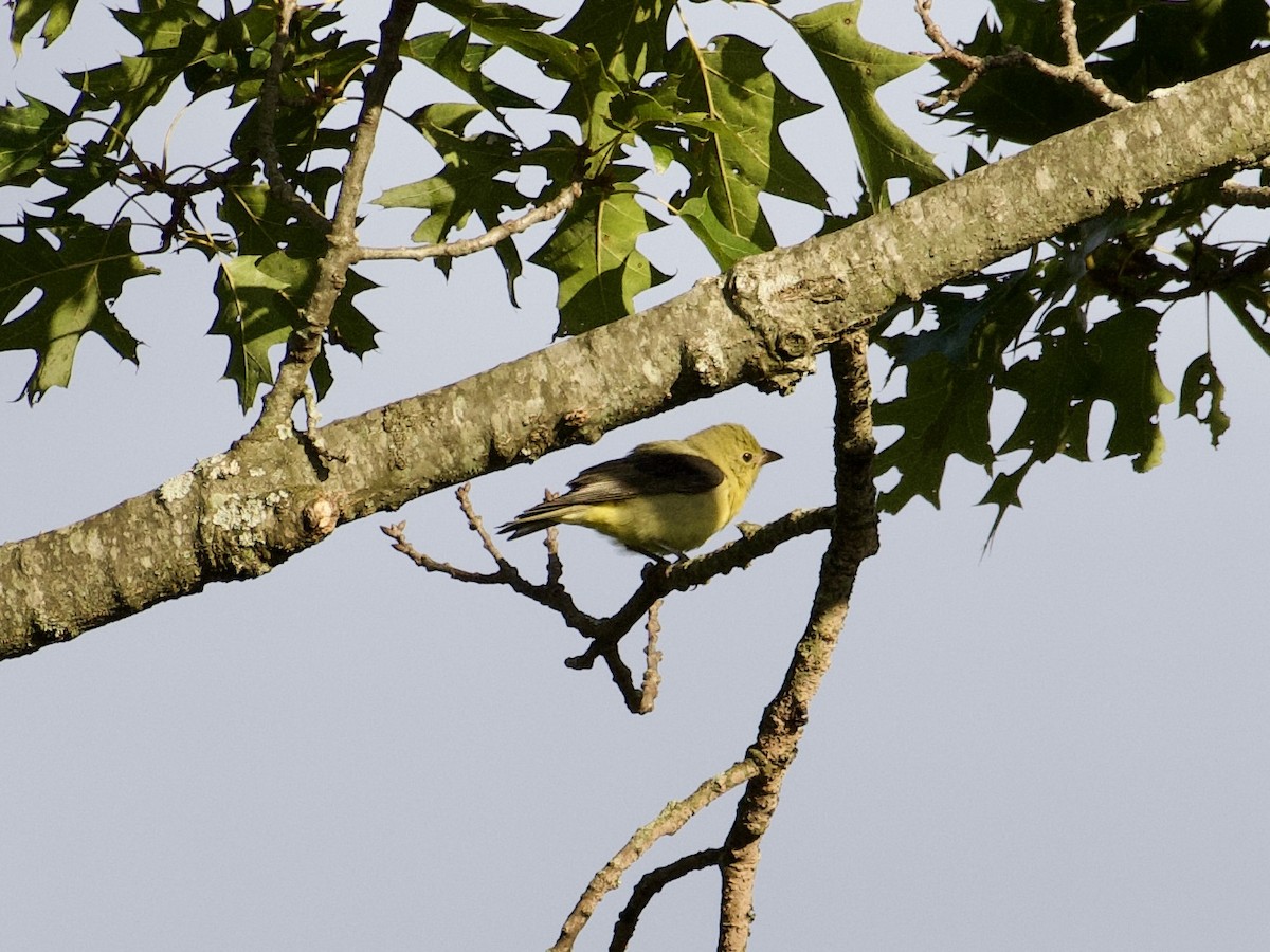 アカフウキンチョウ - ML642261554