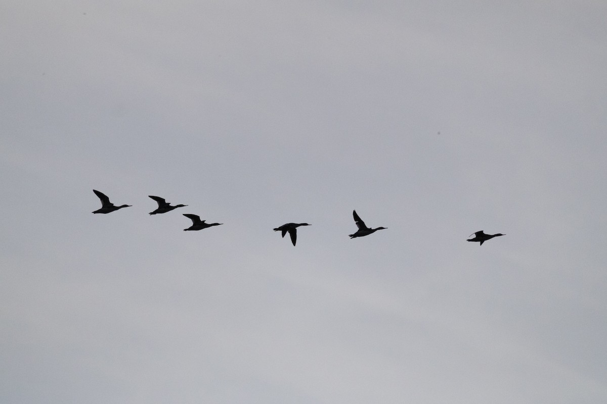 Common Merganser - ML642261561