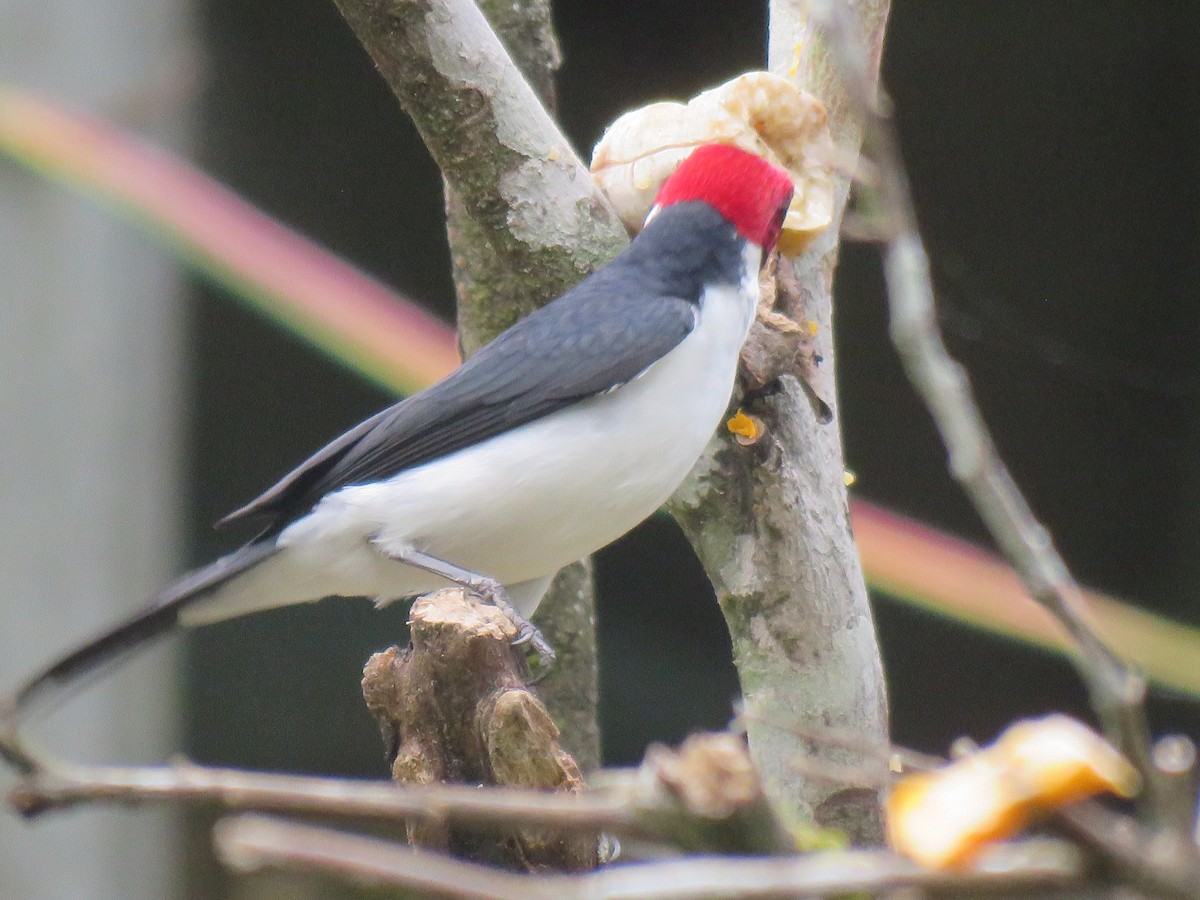 ノドグロコウカンチョウ - ML642261564