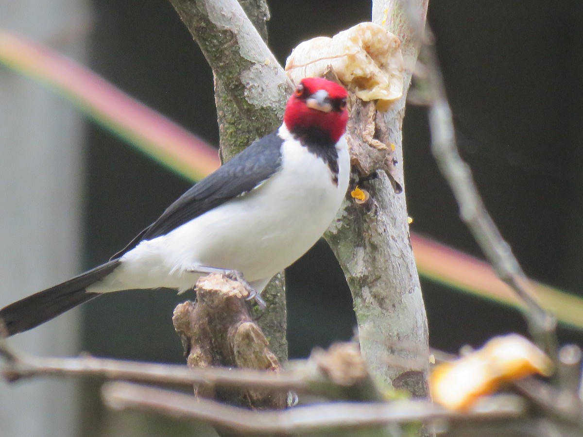 ノドグロコウカンチョウ - ML642261581