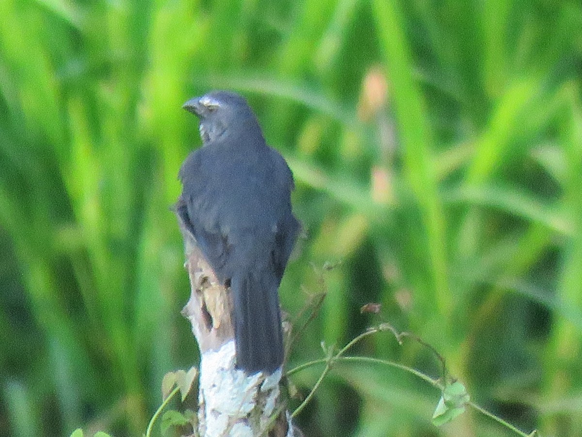 Bluish-gray Saltator - ML642261616