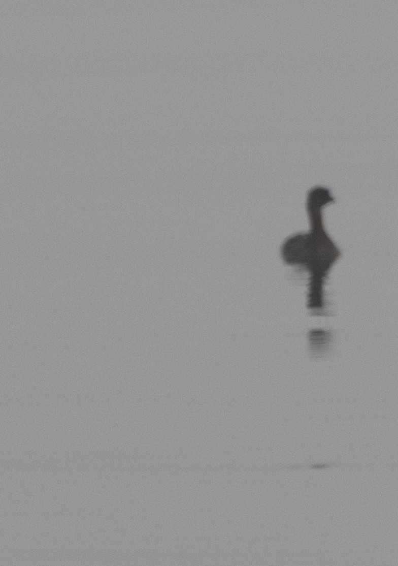 Pied-billed Grebe - ML642261624