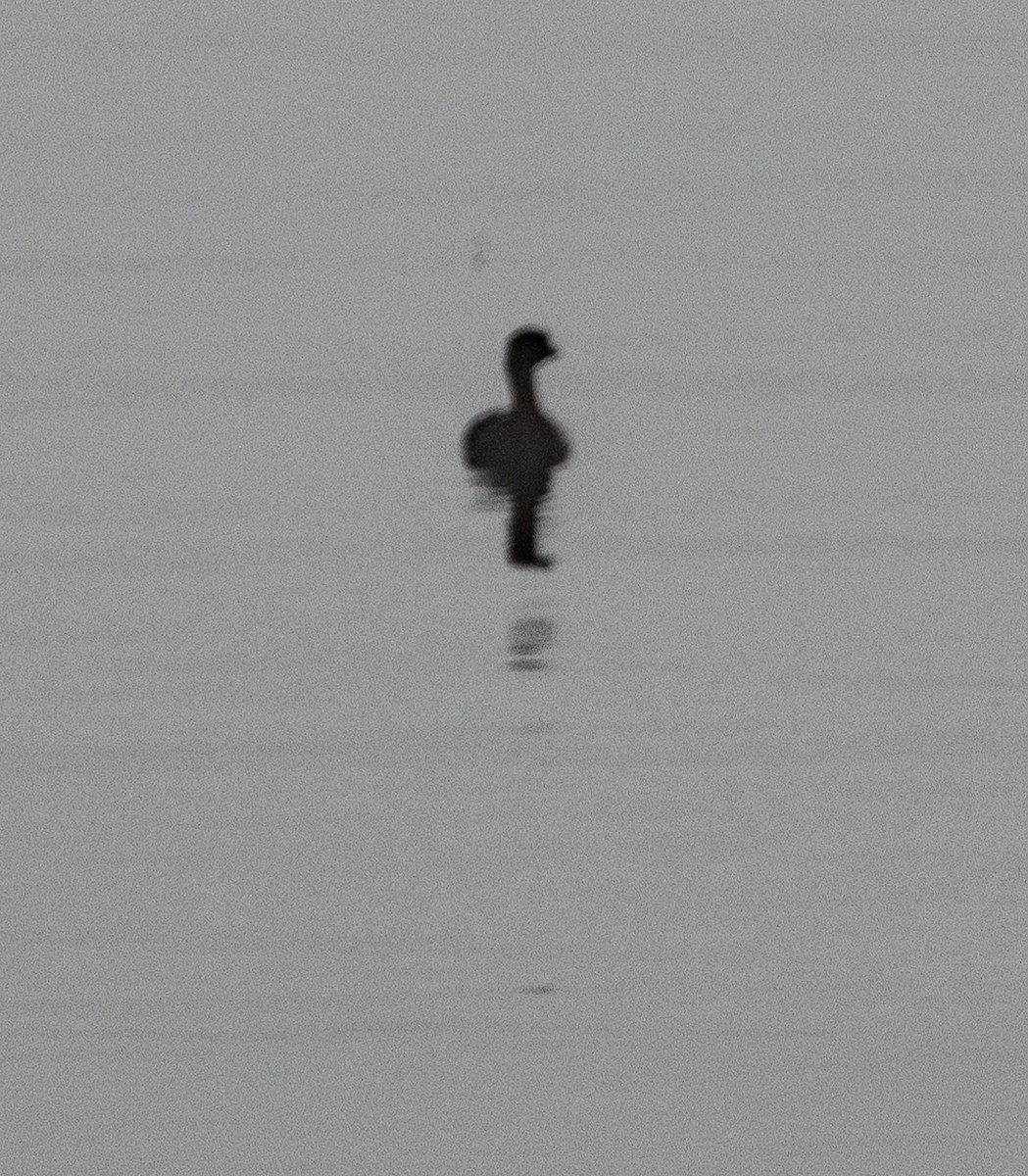 Pied-billed Grebe - ML642261625