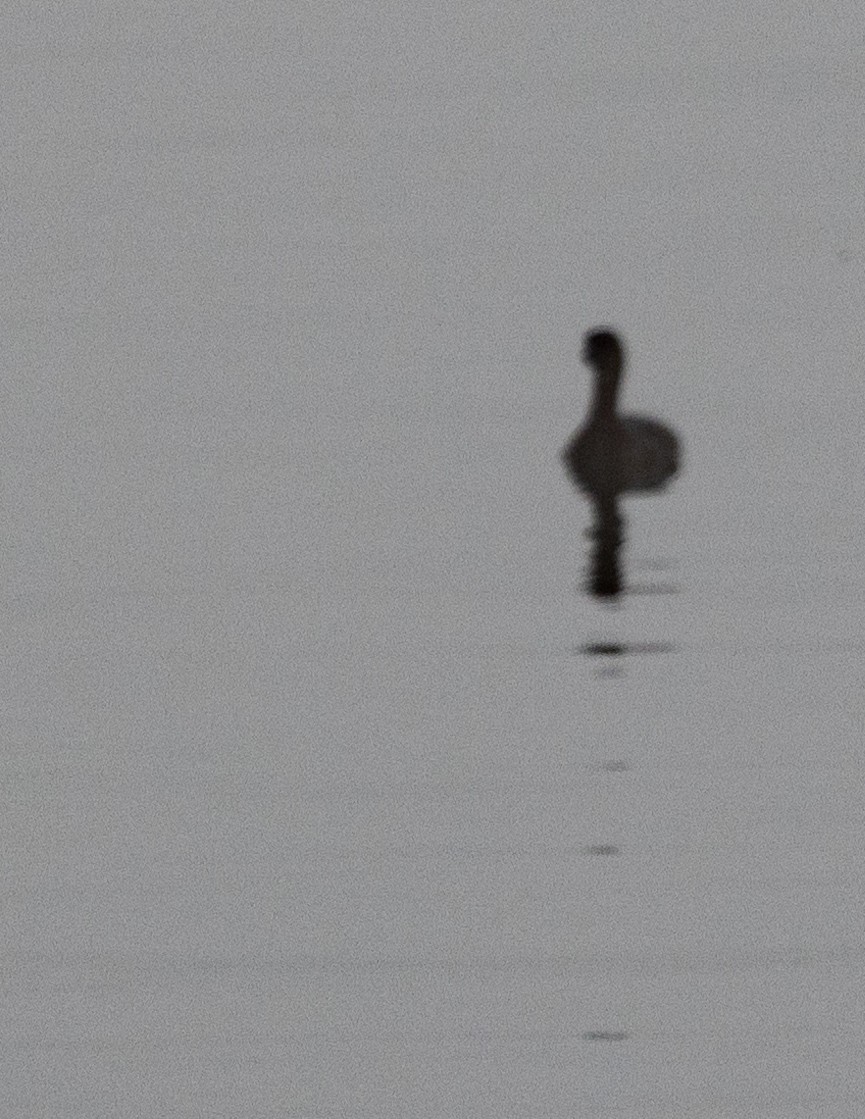 Pied-billed Grebe - ML642261626