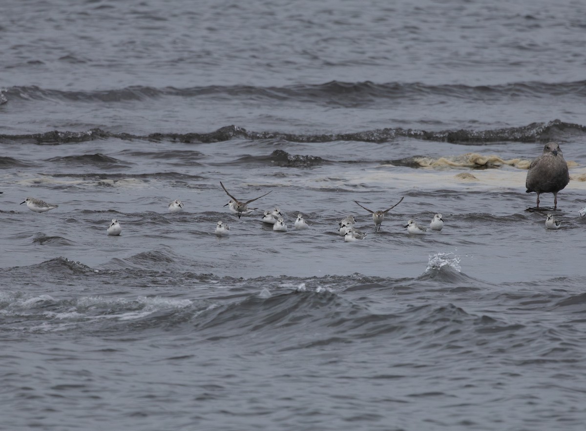 Western Sandpiper - ML642261628