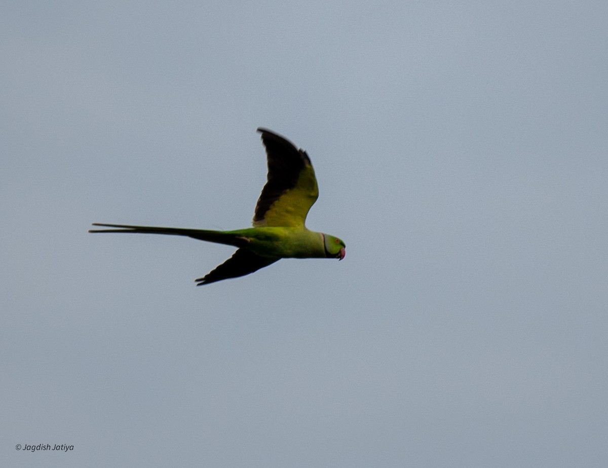 Rose-ringed Parakeet - ML642261649