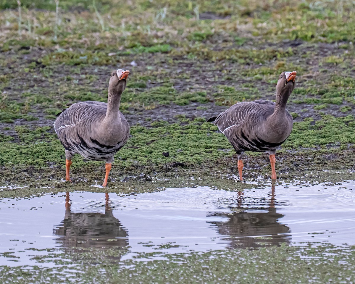 Greater White-fronted Goose - ML642261661