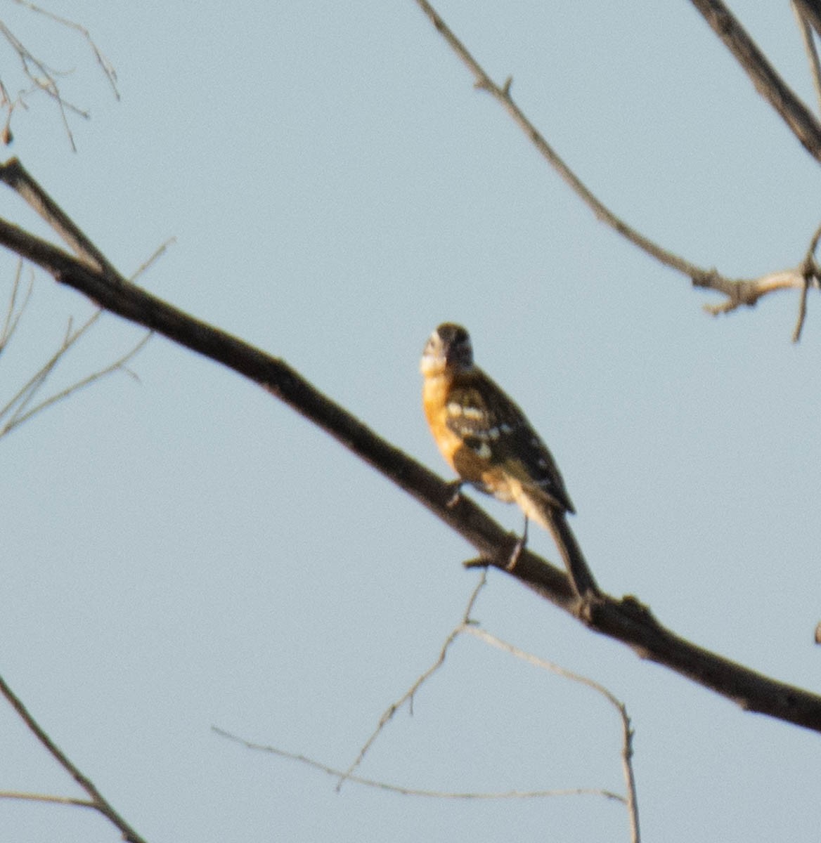 Black-headed Grosbeak - ML642261662