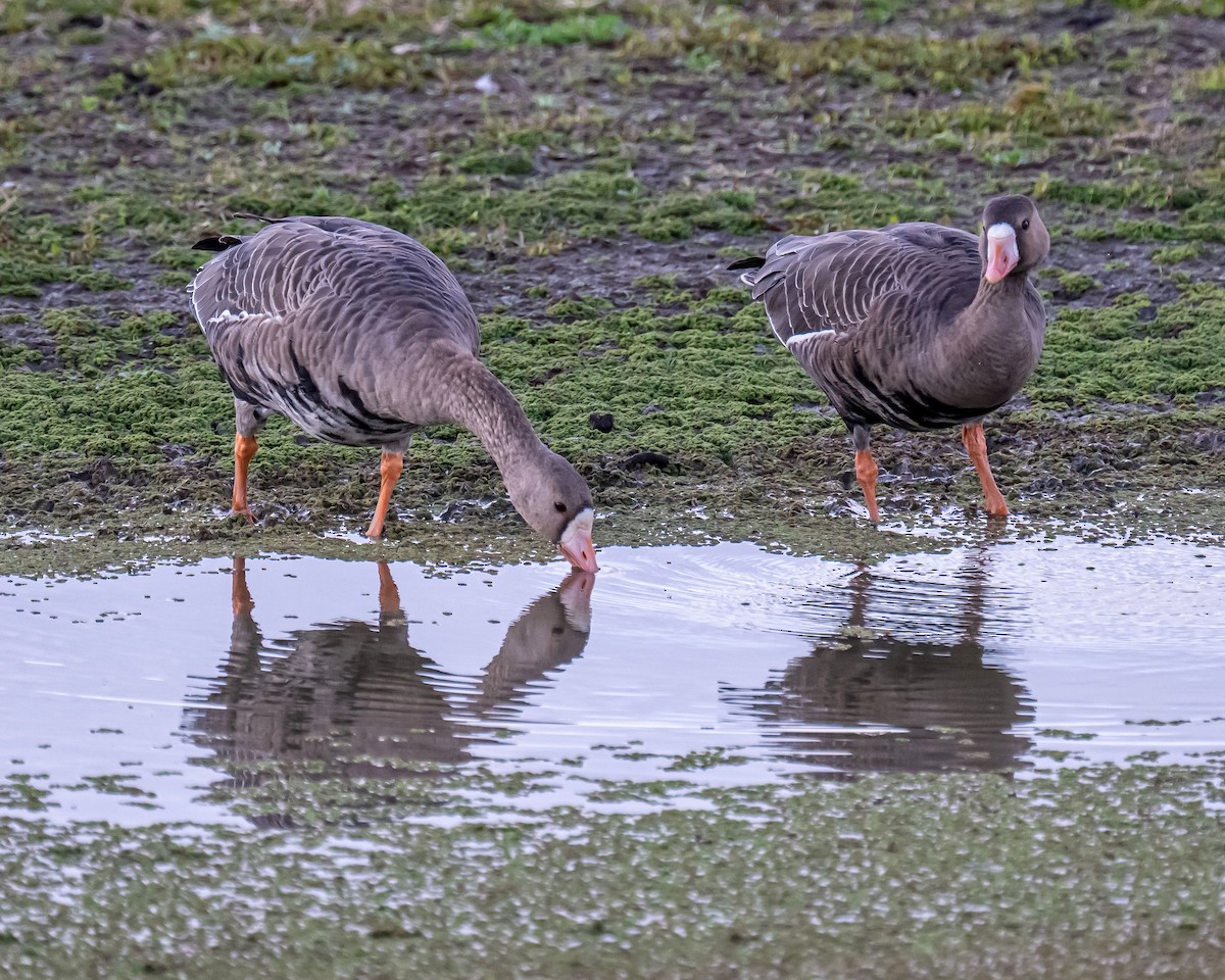 Greater White-fronted Goose - ML642261665