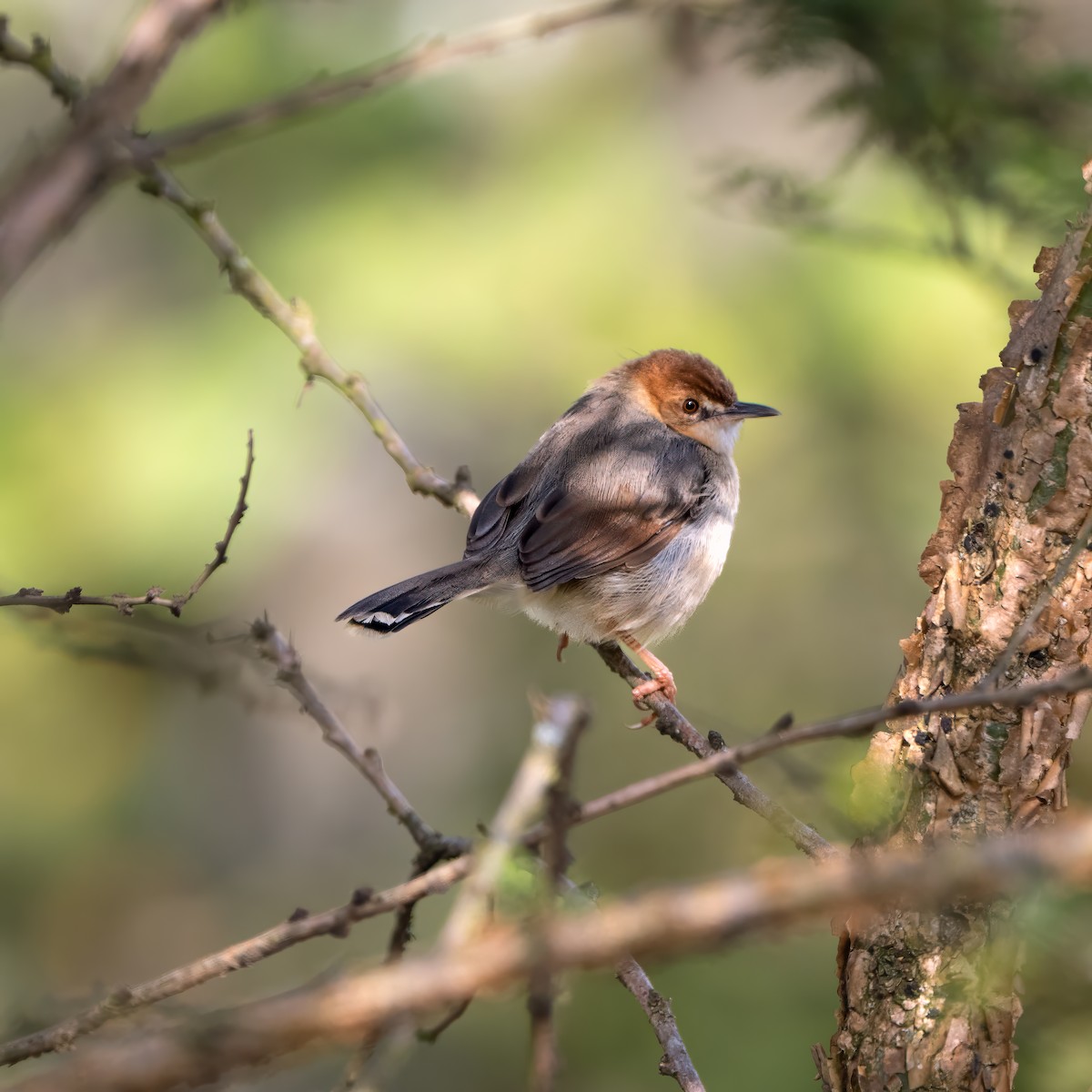 Singing Cisticola - ML642261678