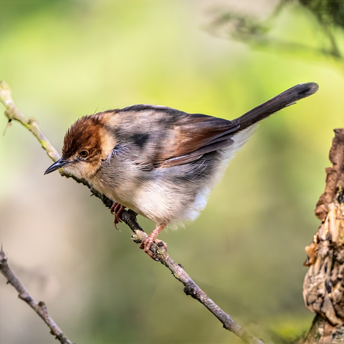 Singing Cisticola - ML642261679