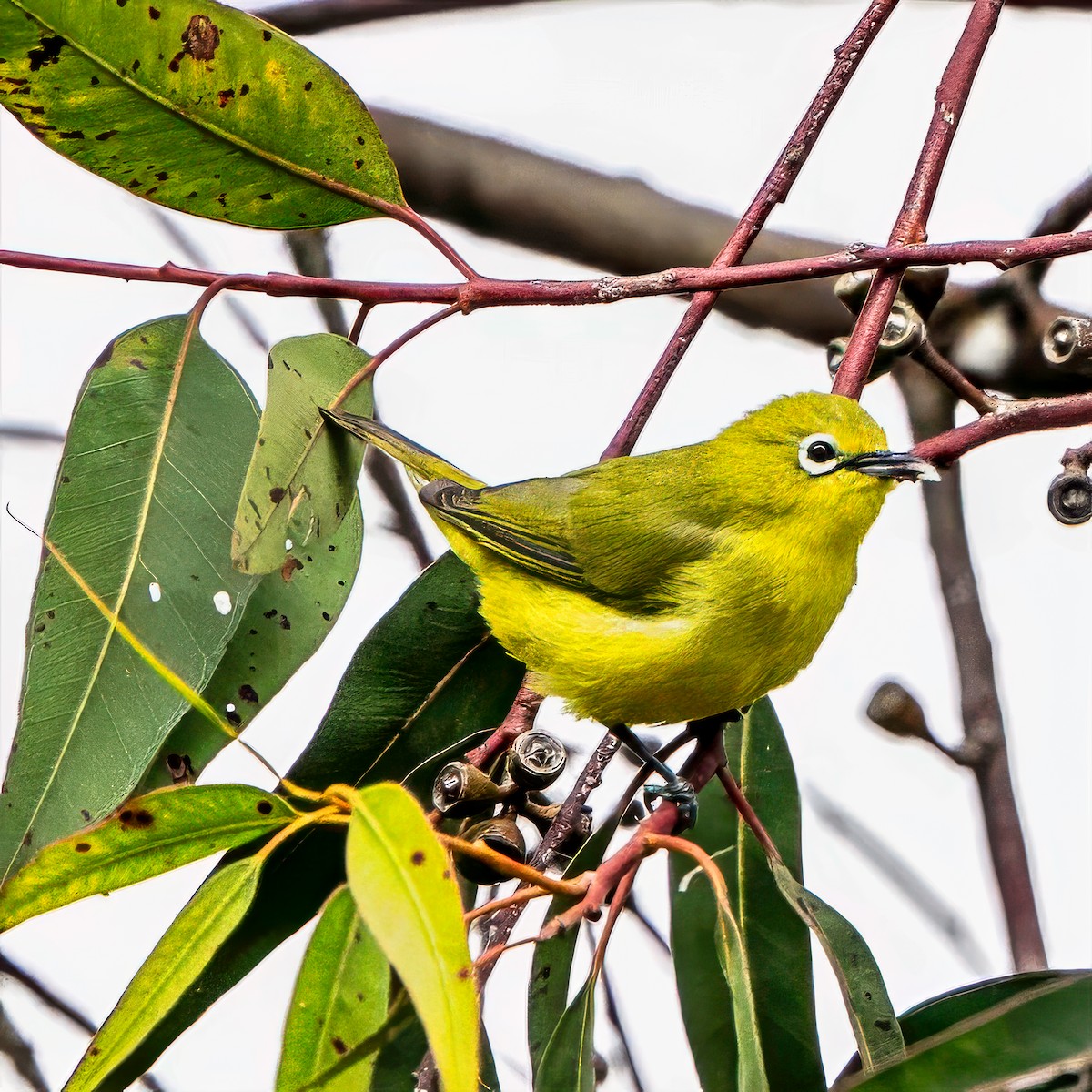 Окулярник сенегальський - ML642261688