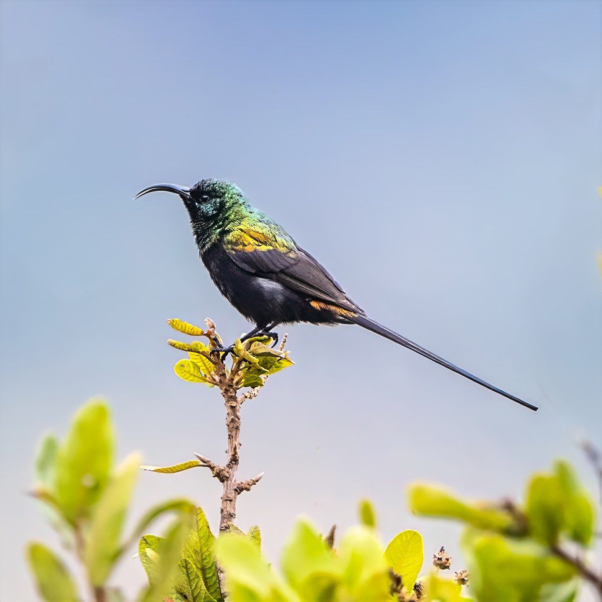 Bronze Sunbird - ML642261692