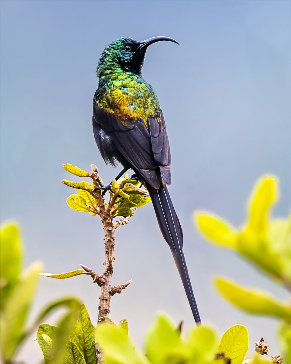 Bronze Sunbird - ML642261693