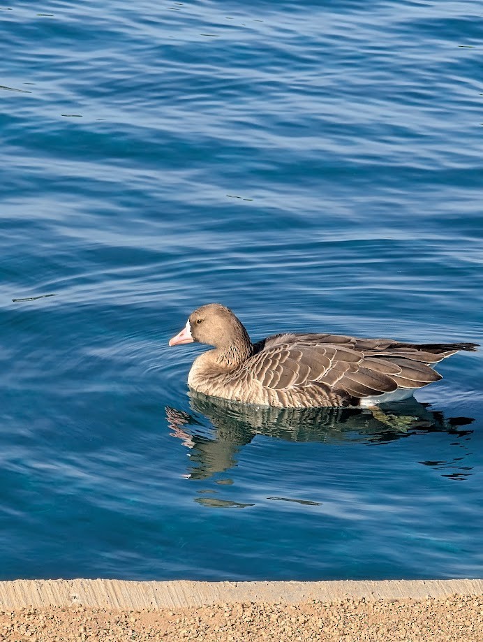 Greater White-fronted Goose - ML642261698