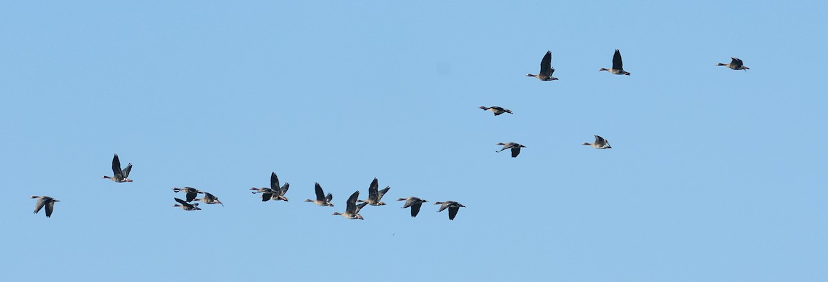 Greater White-fronted Goose - ML642261744
