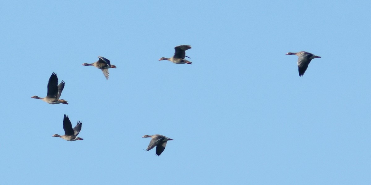 Greater White-fronted Goose - ML642261745