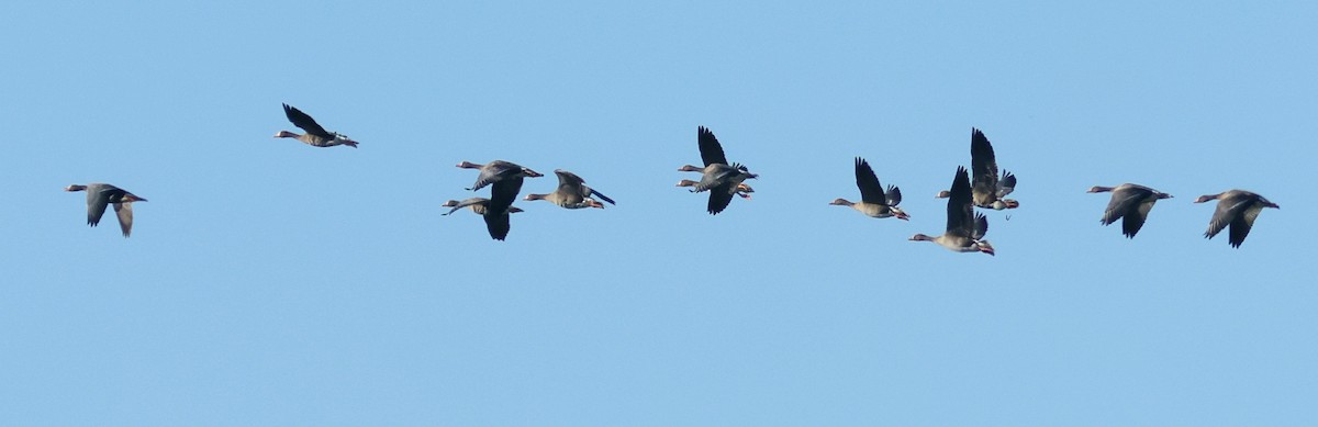 Greater White-fronted Goose - ML642261747
