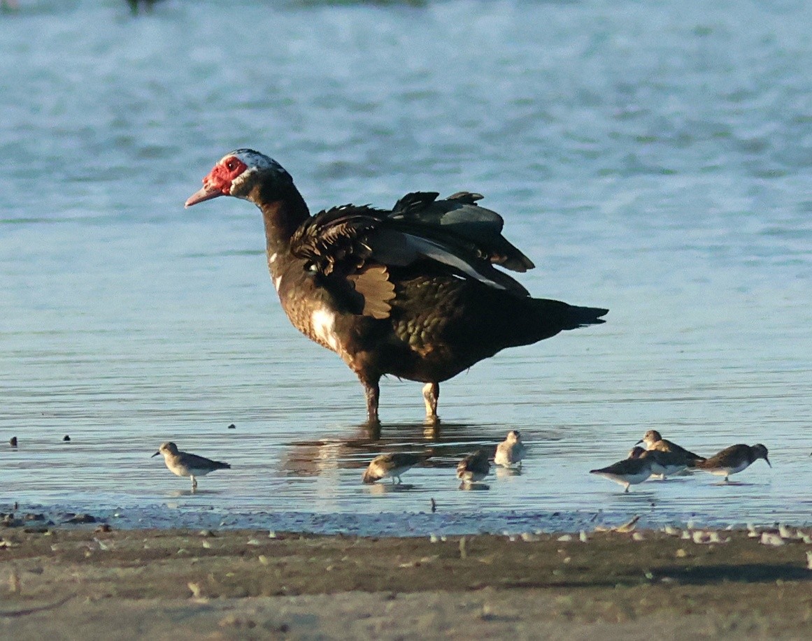 Muscovy Duck (Domestic type) - ML642261757