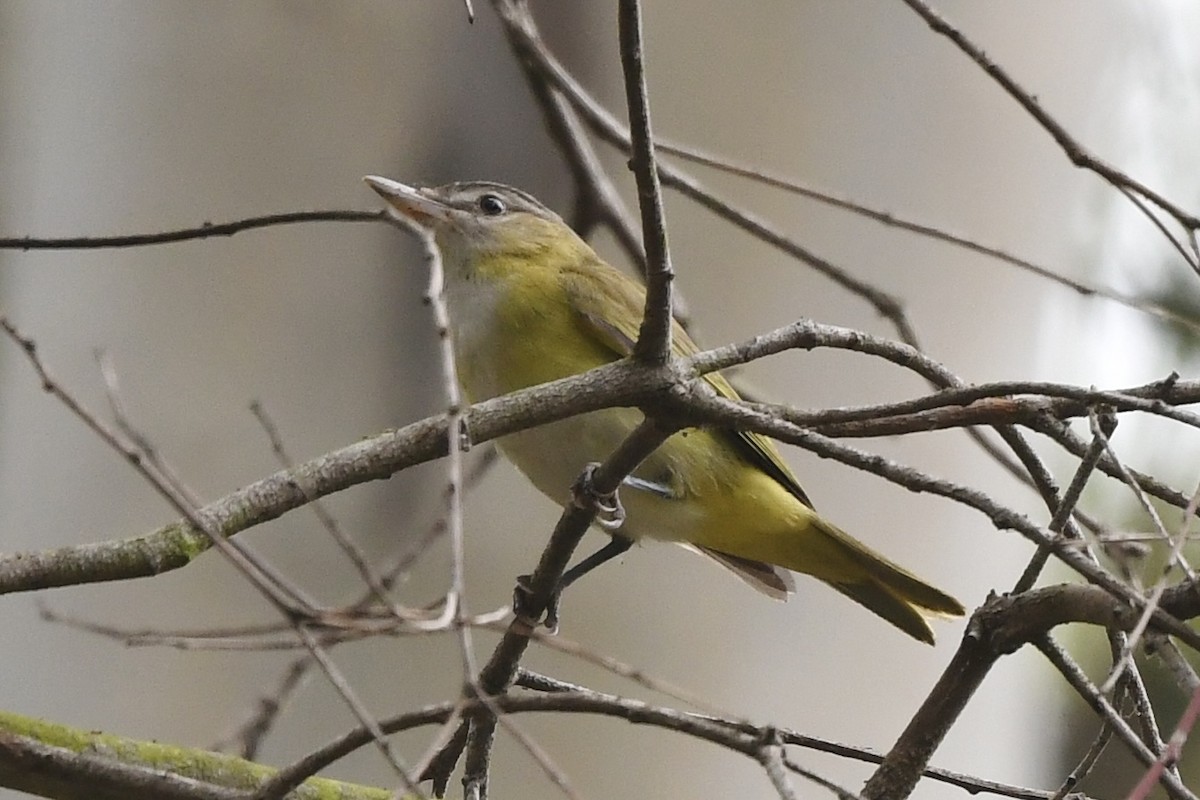 Yellow-green Vireo - ML642261765