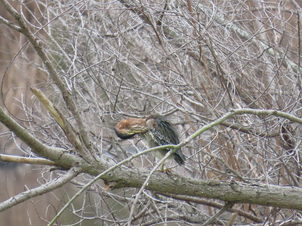 Green Heron - ML642261768