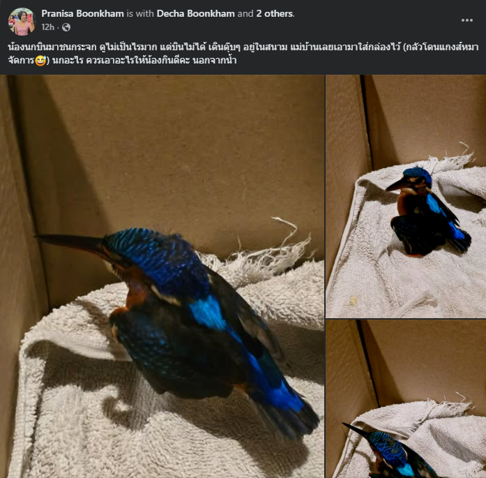 Blue-eared Kingfisher - ML642261793
