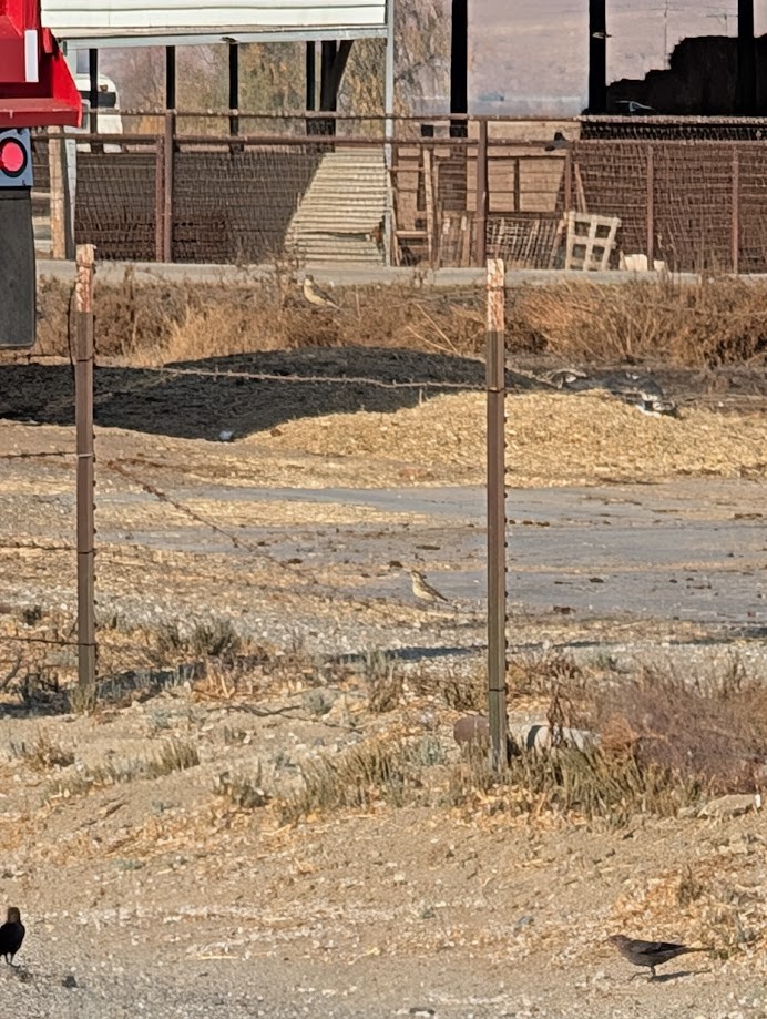 American Pipit - ML642261823