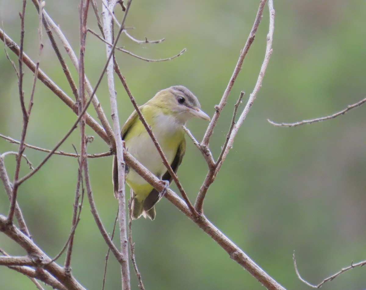 Yellow-green Vireo - ML642261827