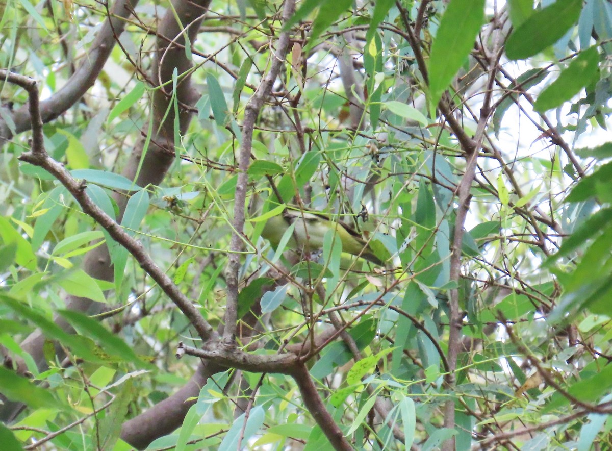 Yellow-green Vireo - ML642261830