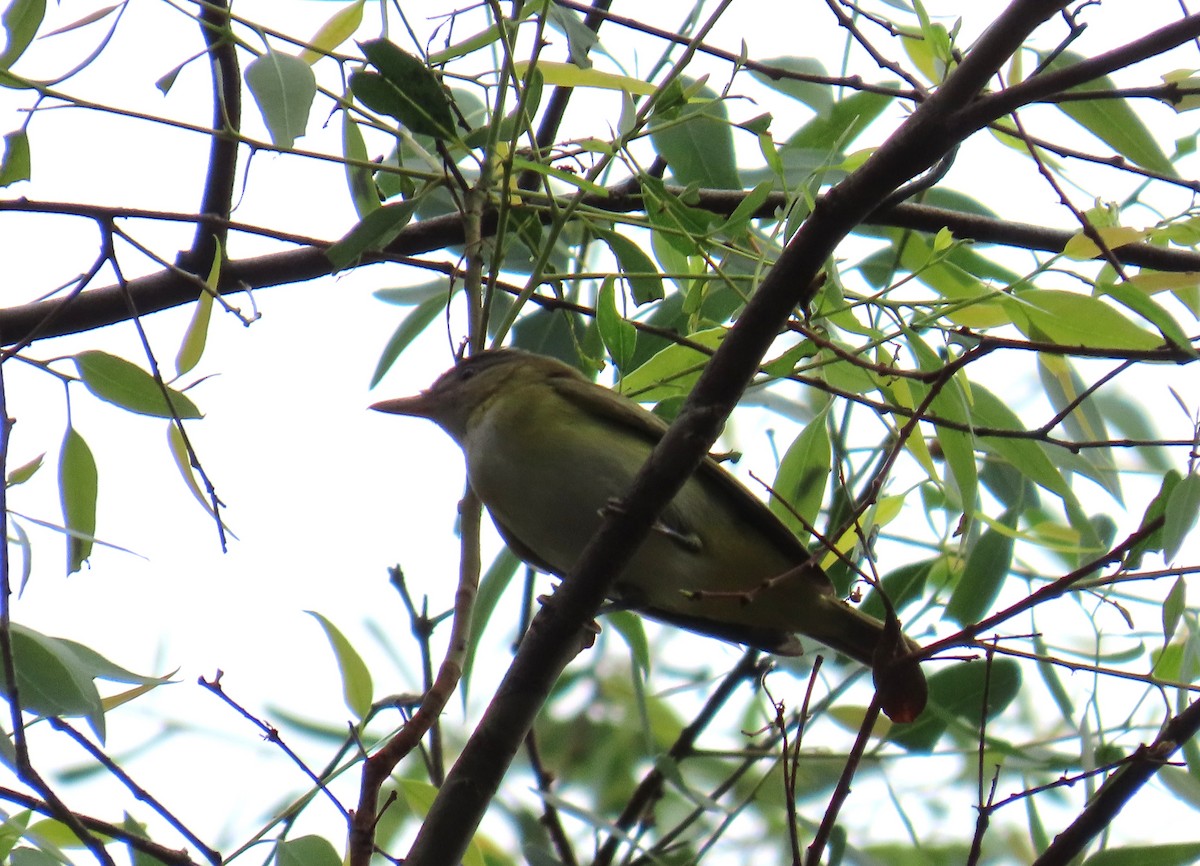 Yellow-green Vireo - ML642261835