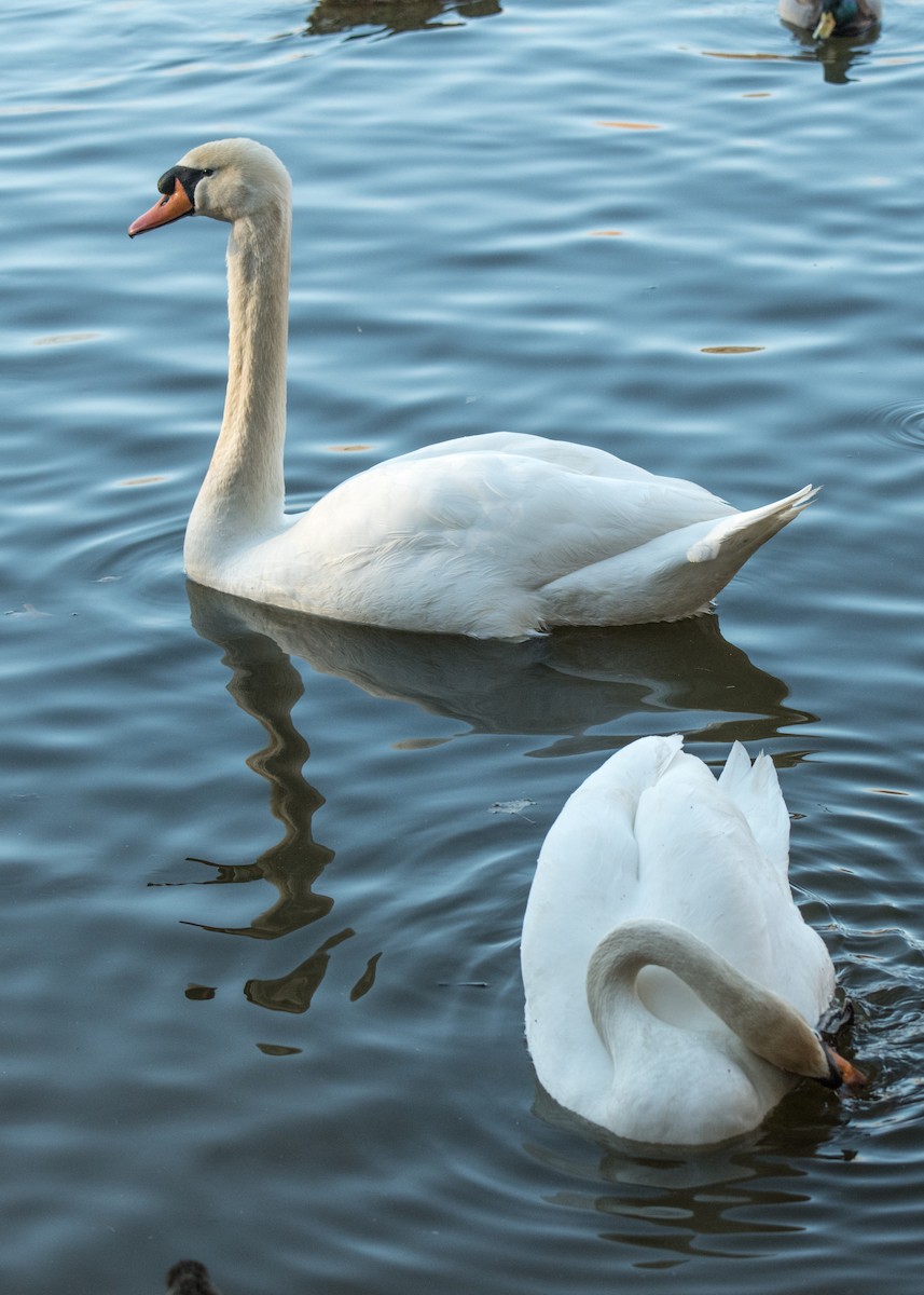 Mute Swan - ML642261873