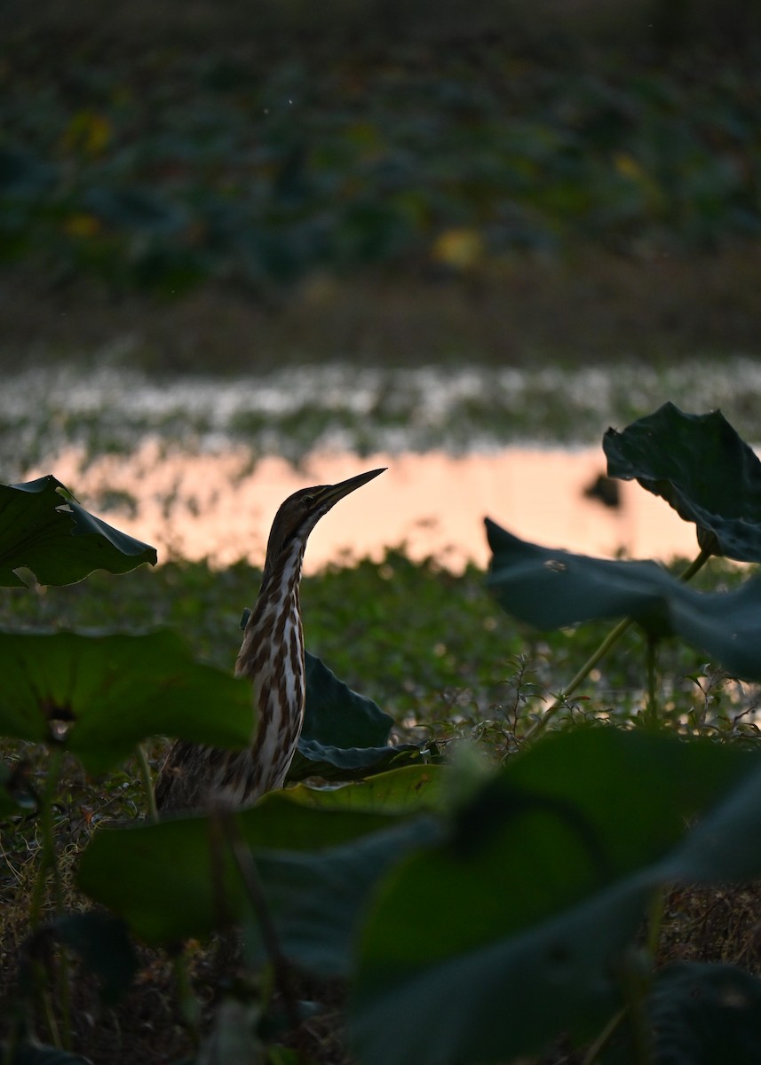 American Bittern - ML642261905