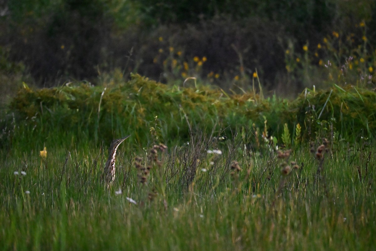 American Bittern - ML642261906